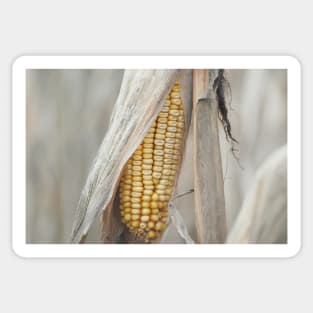 Field Corn Awaiting Harvest Sticker